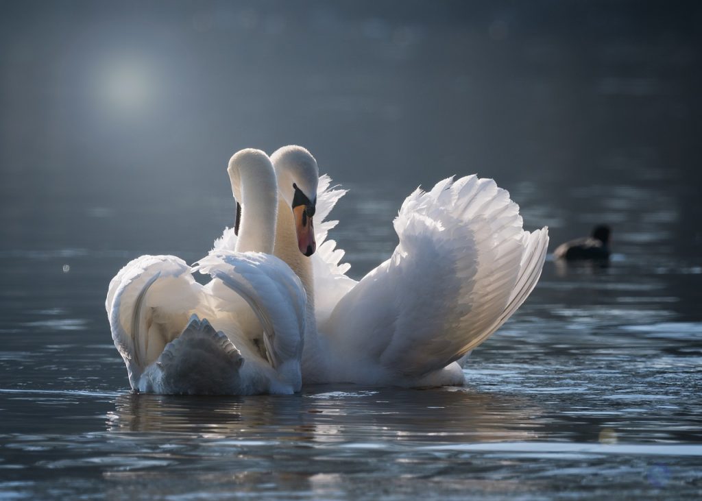 swan, few, love, pairing, emotions, water, bird, lake, swans, wildlife, water bird, nature, plumage, romantic, waters, elegant, graceful, white, together, feathers, swan, love, love, love, love, love